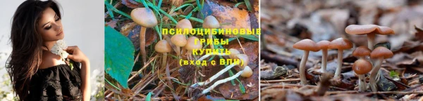 гидропоника Алзамай